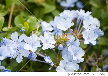 Ruri Matsuri Ruri Matsuri 2021562