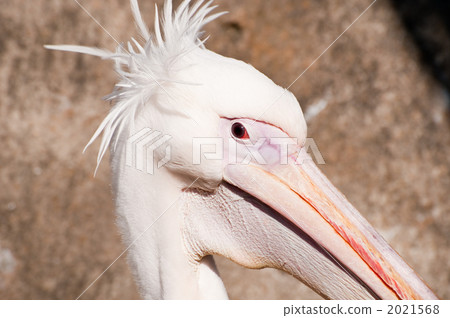Momoiro Pelicans 2021568