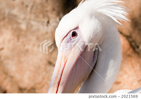 Momoiro Pelicans 2021569