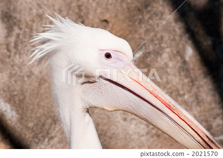 Momoiro Pelicans 2021570