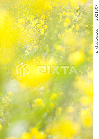 Rape blossoms Field background Rape blossoms Field background 2021607
