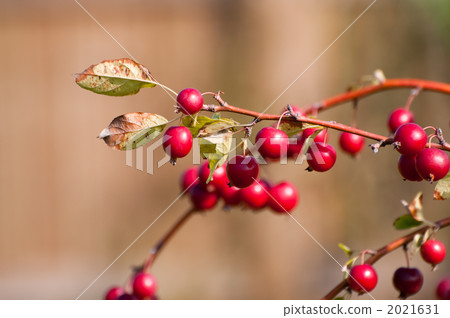 Himeringo Himeringo 2021631