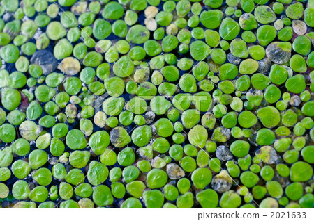 One side of aquatic plants One side of aquatic plants 2021633