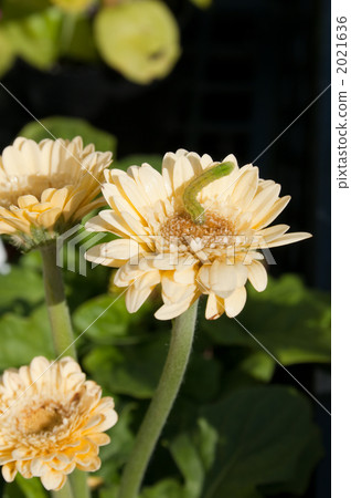 毛蟲 毛蟲 2021636