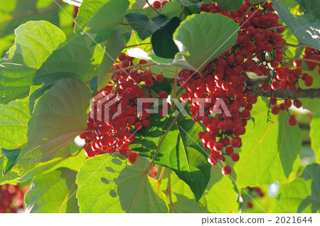 黃鰭金槍魚的紅色果子 黃鰭金槍魚的紅色果子 2021644