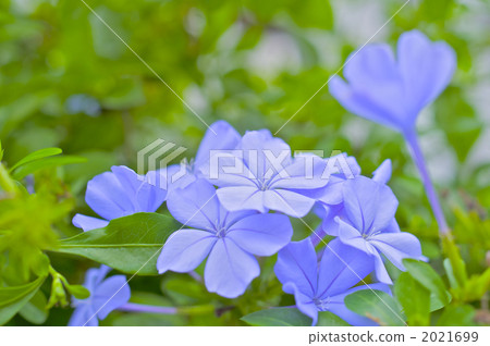 Ruri Matryu flower 2021699