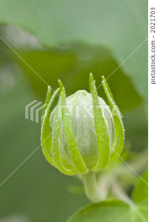 Furong's fruit 2021703