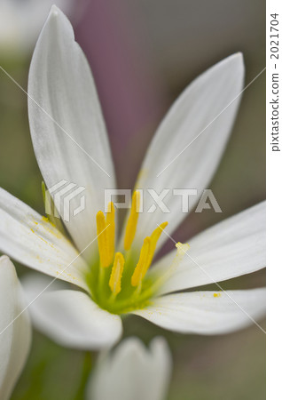 Thamas敢於開花 2021704