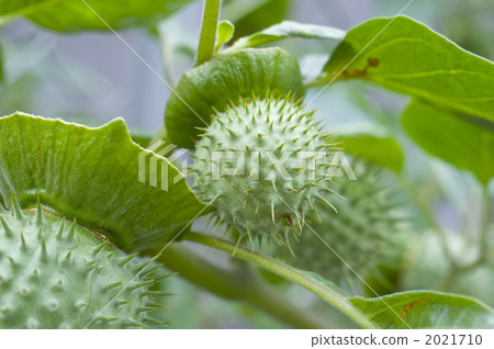 Fruit of morning glory 2021710