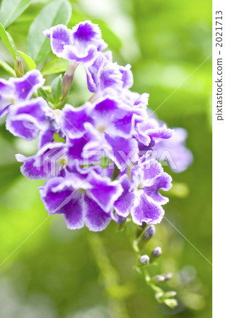 Up of flowers of Duranta 2021713