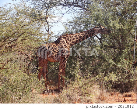馬賽長頸鹿，在用餐期間2 2021912