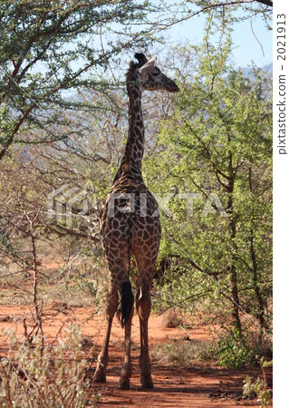 The back of the Maasai giraffe 2021913
