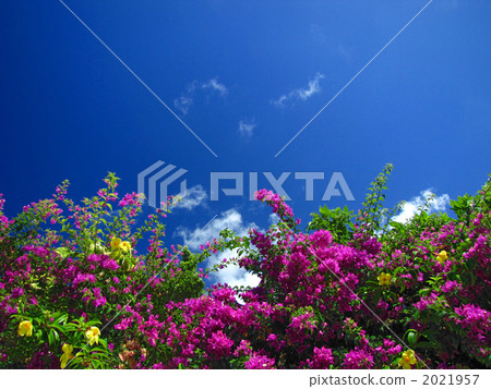 Blue Sky, Bougainvillea and Allamanda 2021957