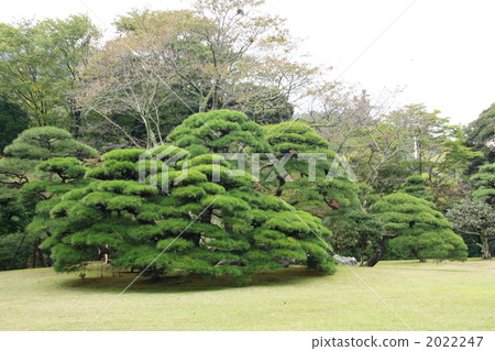 pinetree, Japanese Gardens, japanese-style garden 2022247