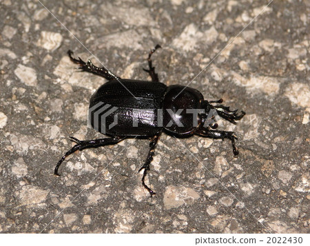 Kokabuto Kokabuto 2022430