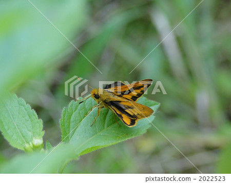 Nettai Akhaeseri 2022523