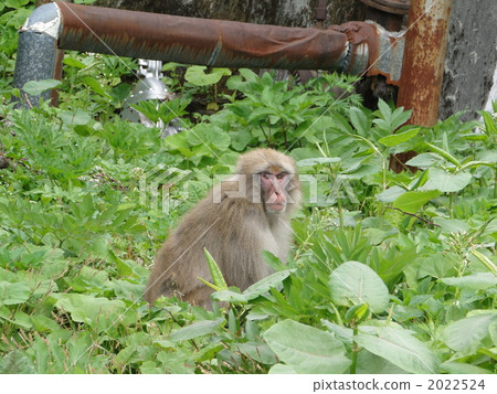 Japanese macaques 2022524