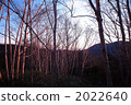 樹木 樹 木頭 2022640