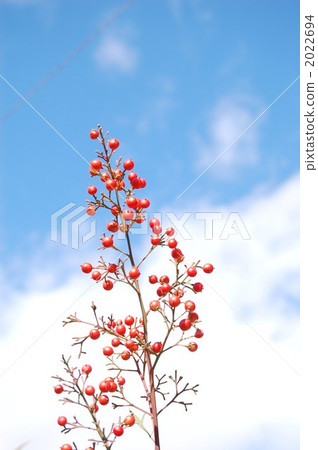 Southern skies and blue sky 2022694