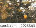 persimmon, japanese persimmon, botanic 2023303