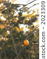 persimmon, japanese persimmon, botanic 2023309