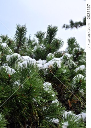 First snow and pine tree 2023867