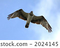 sea hawk, birds of prey, raptores 2024145