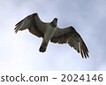 near threatened species, sea hawk, accipitridae family 2024146
