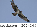 sea hawk, birds of prey, raptores 2024148