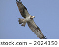 near threatened species, sea hawk, accipitridae family 2024150