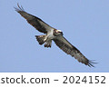 near threatened species, sea hawk, accipitridae family 2024152