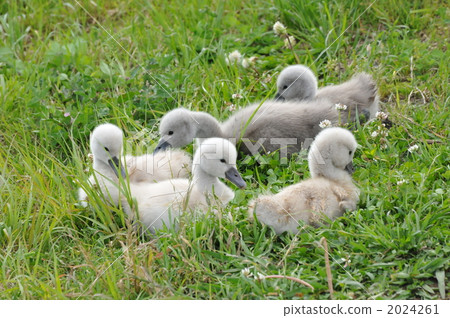 mute swan, cygnus olor, chick 2024261