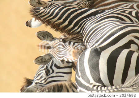 馬賽馬拉三匹斑馬 2024698