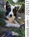 border collie, animal, animals 2025117