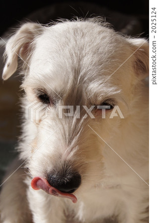 parson russell terrier, animal, animals 2025124