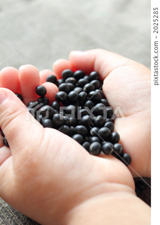 Black Thousand Ishiguro Soybeans and hands of children 2025285