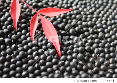 Black Thousand Ishiguro大豆和南部天空的葉子 2025321