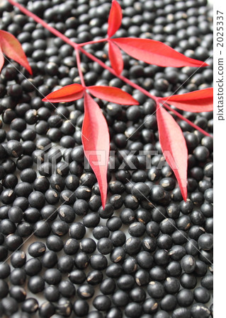 Black Thousand Ishiguro Soybean and leaves of southern sky 2025337