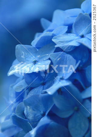 Hydrangea after the rain 2025367