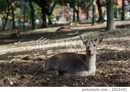 Deer in Nara Park 2025402