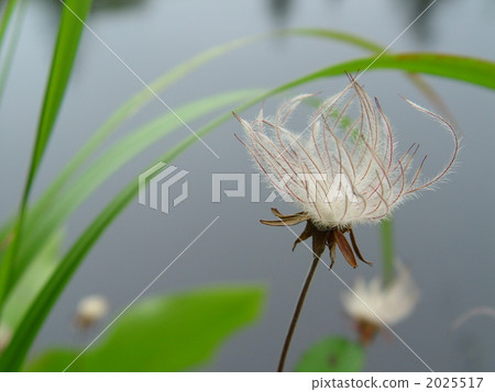 Feathery Tingleura 2025517