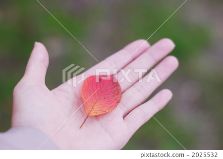 Red leaves on the palm of your hand Red leaves on the palm of your hand 2025532