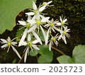 Isnocima dymondicillium 2025723