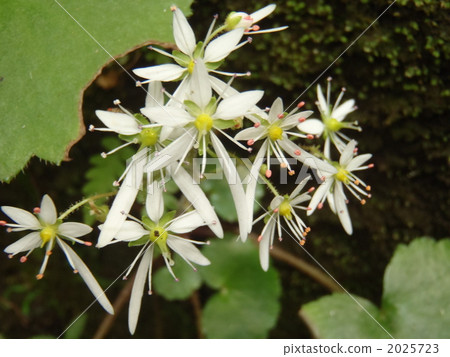 Isnocima dymondicillium 2025723