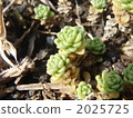 植物 植物學 植物的 2025725