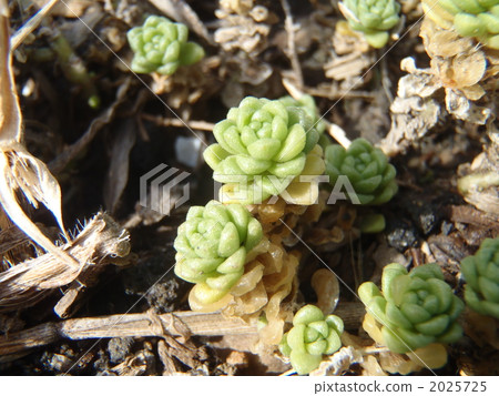 botanic, botanical, plant 2025725
