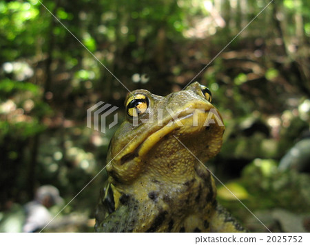 Japanese toad looking up at the sky 2025752