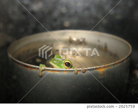 Schlegel青蛙在空罐頭 2025759