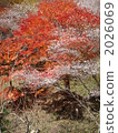 red leafe, maple, yellow leafe 2026069