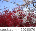 four season cherry blossom, sakura, maple 2026070